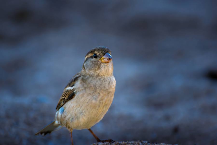 Wildlife