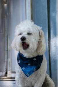 Pet Photos